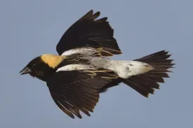 birdinfocusSPR15web.jpg thumbnail
