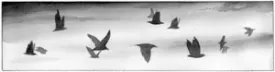 birdmigrate.jpg thumbnail