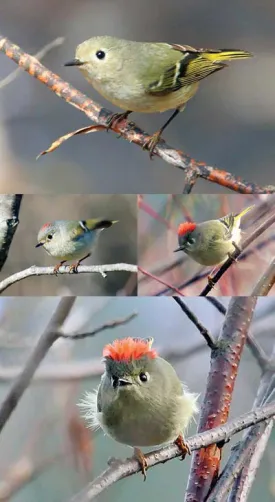 birds.jpg thumbnail