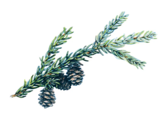 Black spruce