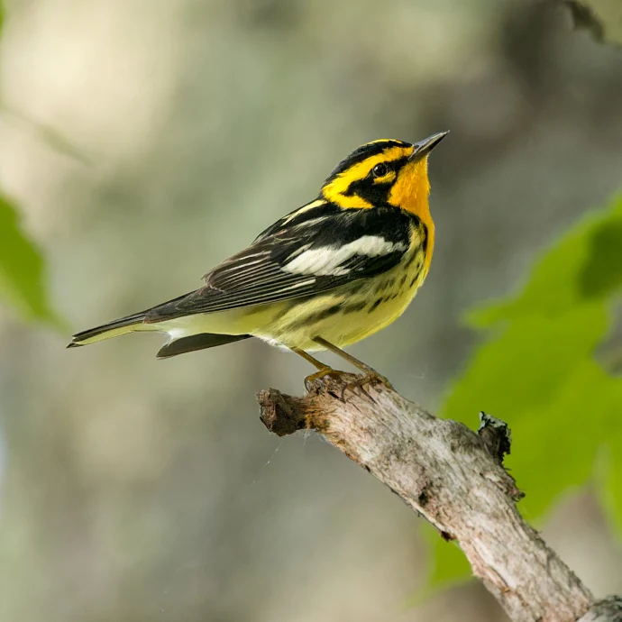Blackburnian warbler