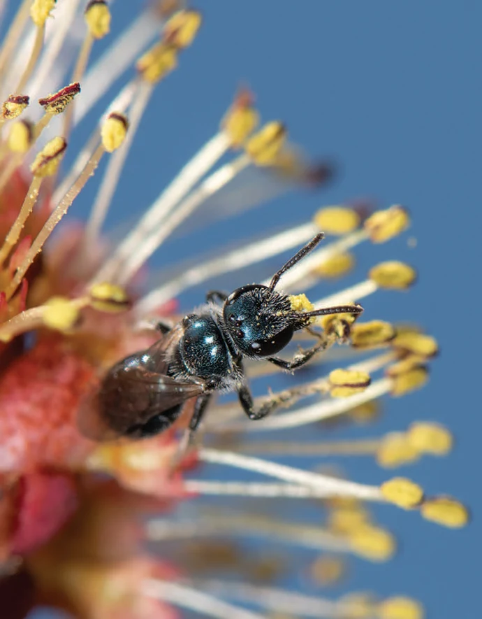 Blue sweat bee