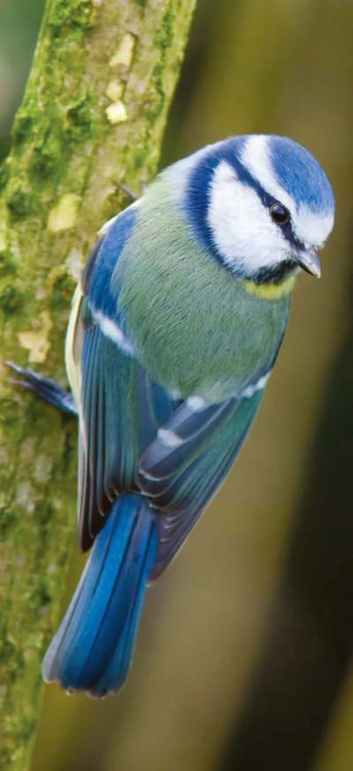 blue_titty400.jpg