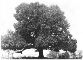 broadtree_cover_300.jpg thumbnail