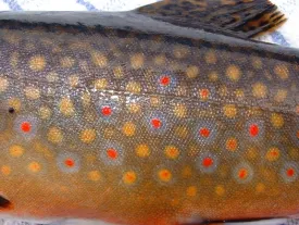 brookie_use800.jpg thumbnail