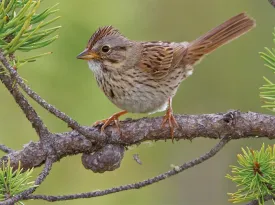 brown_birdSUM15.jpg thumbnail