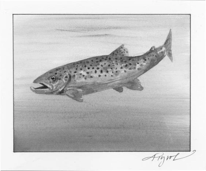 brown_trout_2.jpg