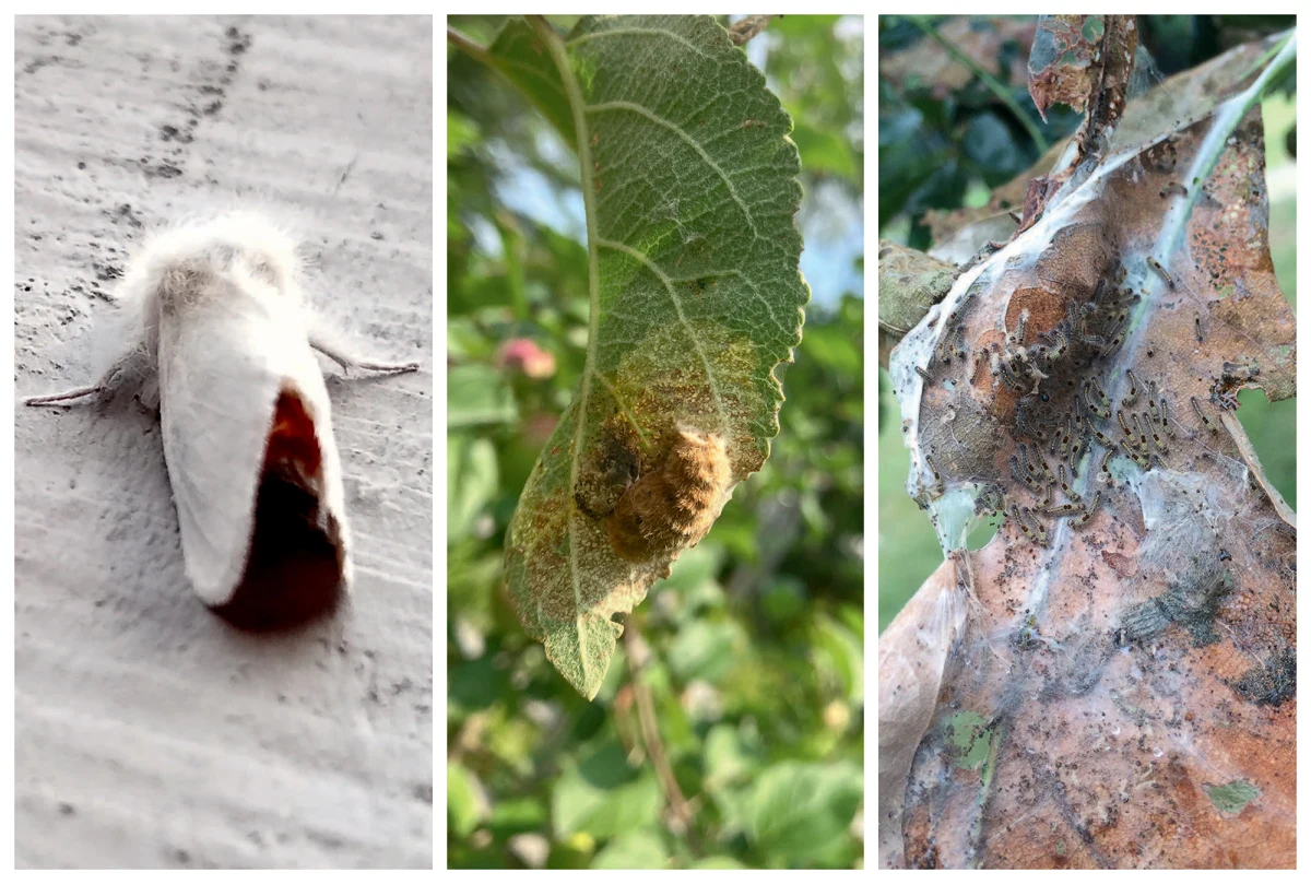 Browntail moths