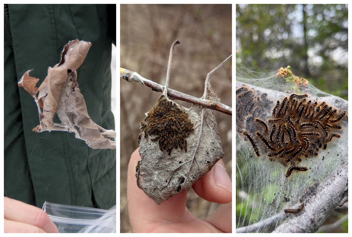 Browntail moth caterpillars