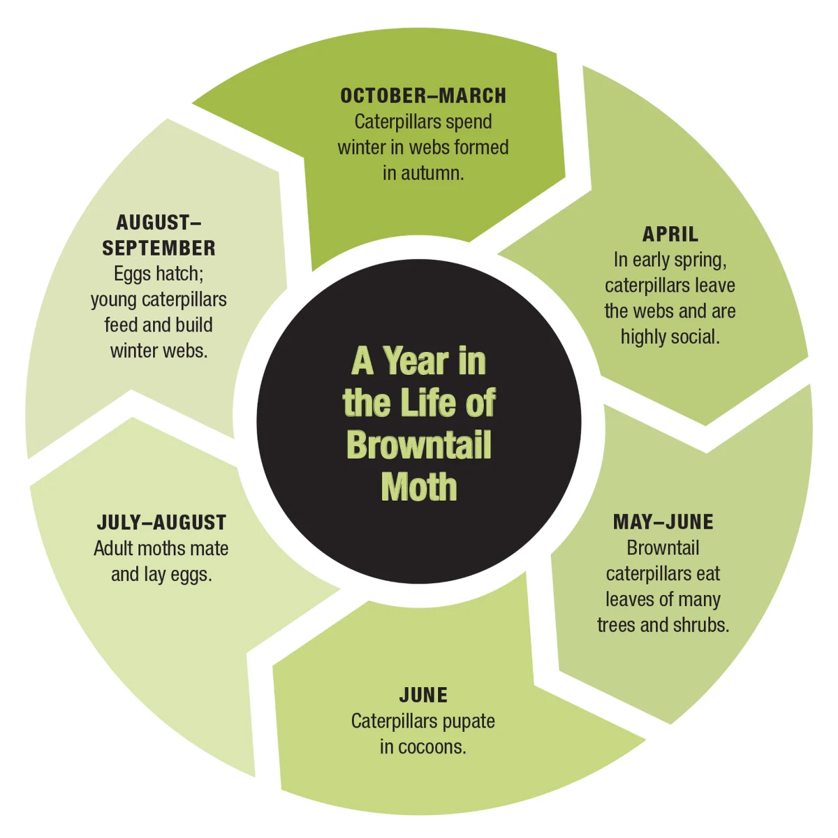 Browntail moth life cycle