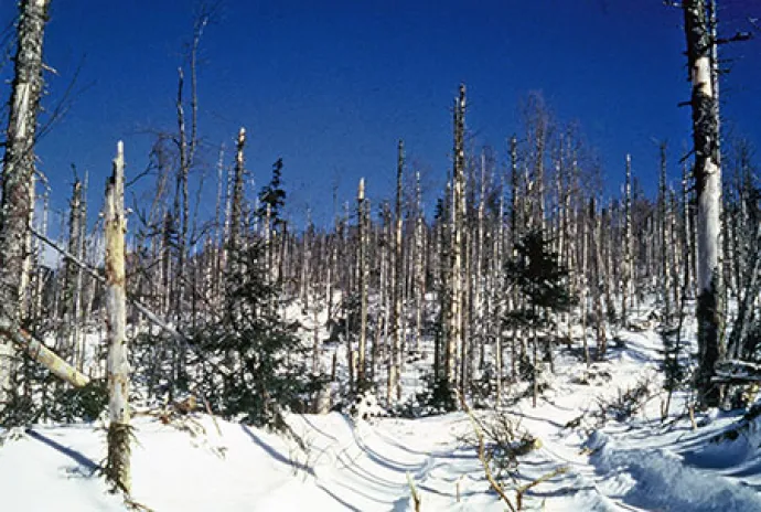 budworm3.jpg