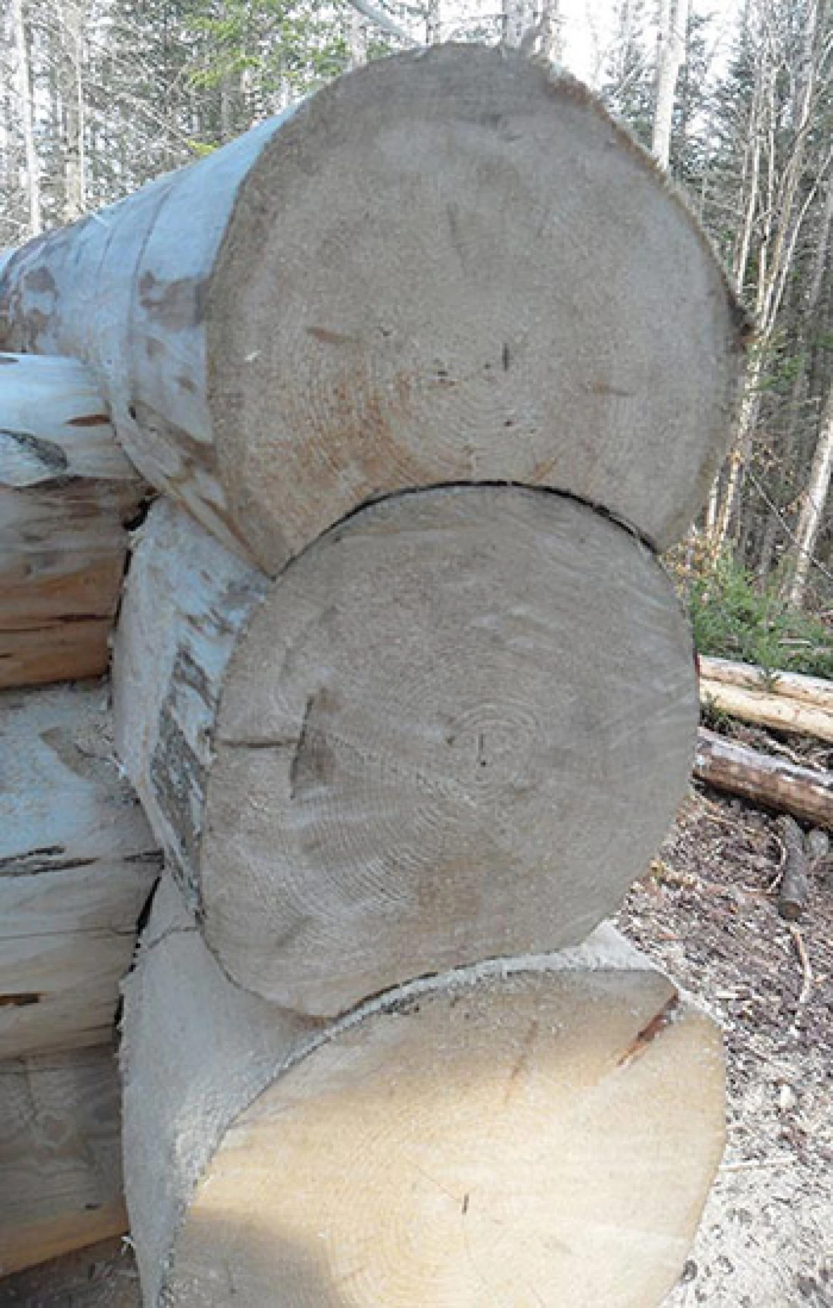 buildcabin7a.jpg