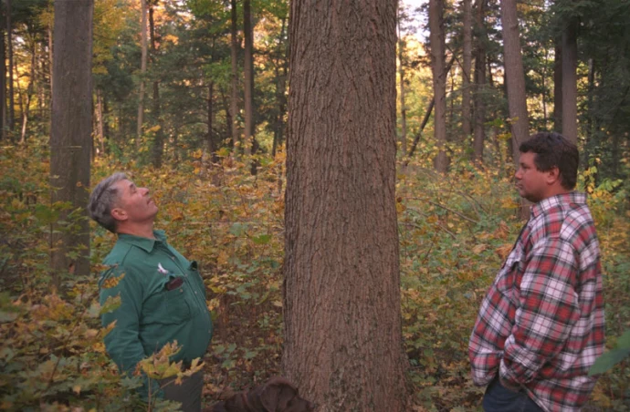 bulich_greason_sugar_maple_sawtimber_800.jpg