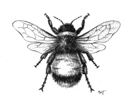 bumblebee.jpg thumbnail