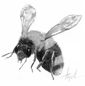 bumblebee_web.jpg thumbnail