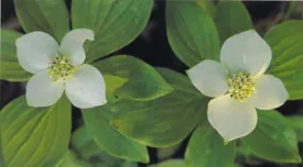 bunchberry.jpg thumbnail