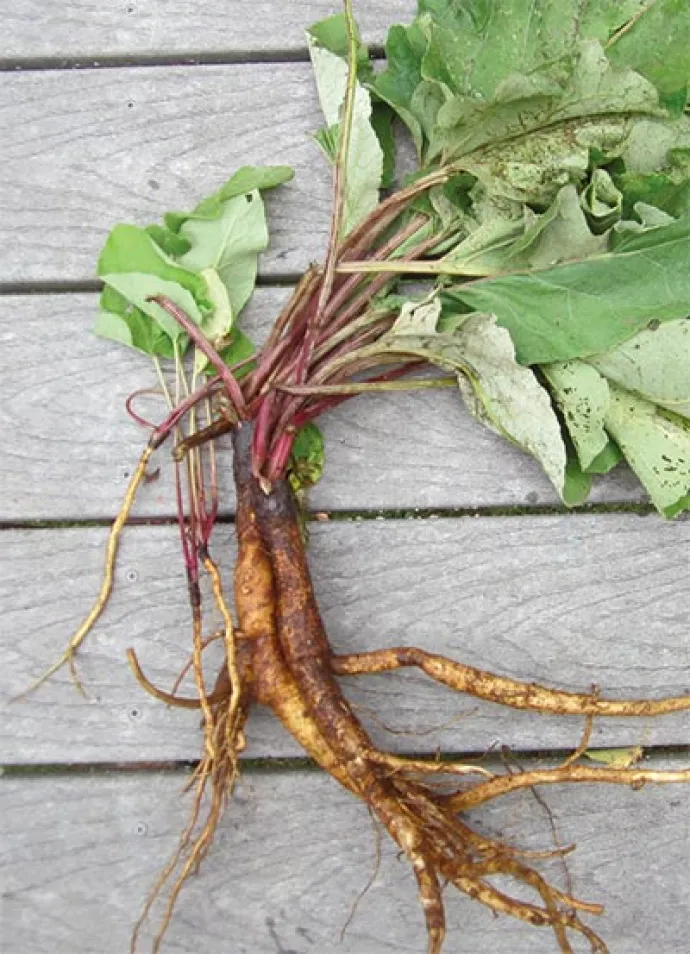 burdock_2.jpg