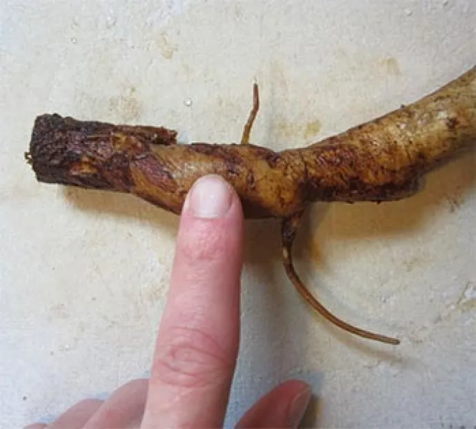 burdock_4.jpg