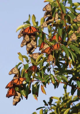 butterflies.jpg thumbnail