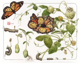 butterfly1.jpg thumbnail