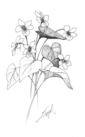 canada_violet.jpg thumbnail