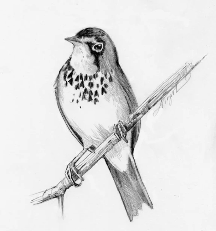 canada_warbler.jpg