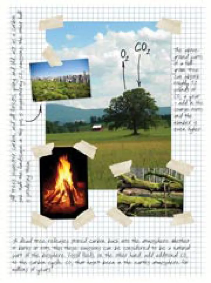 carbon_cycle_1.jpg