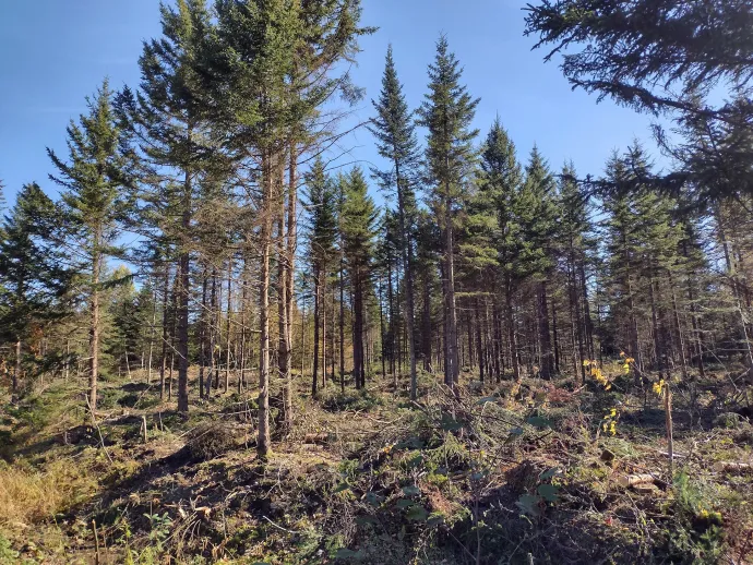 Softwood stand