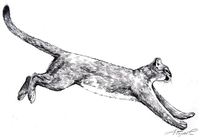 catamount_web.jpg
