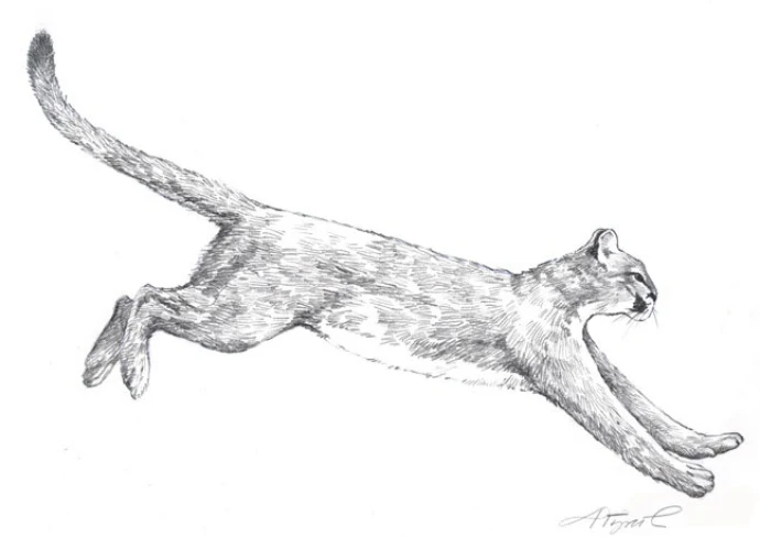 catamountpix.jpg