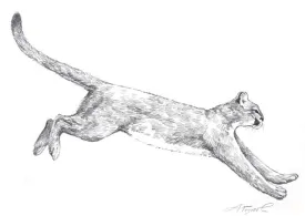 catamountpix.jpg thumbnail