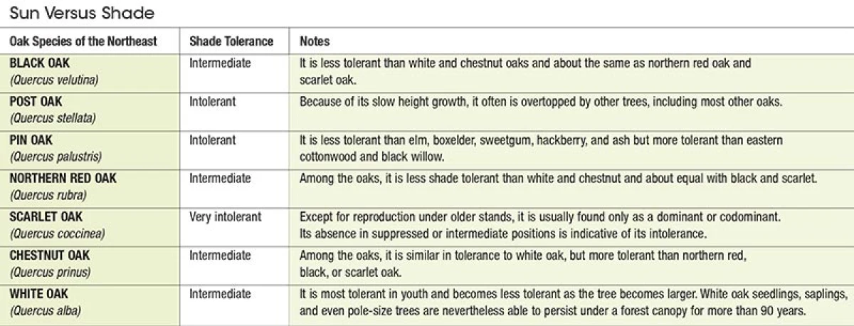 chart_sum_oak.jpg