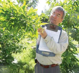 chestnutA.jpg thumbnail