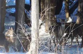 chronic_wasting.jpg thumbnail