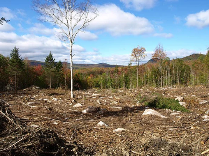 clearcut1.jpg