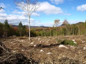 clearcut1.jpg thumbnail