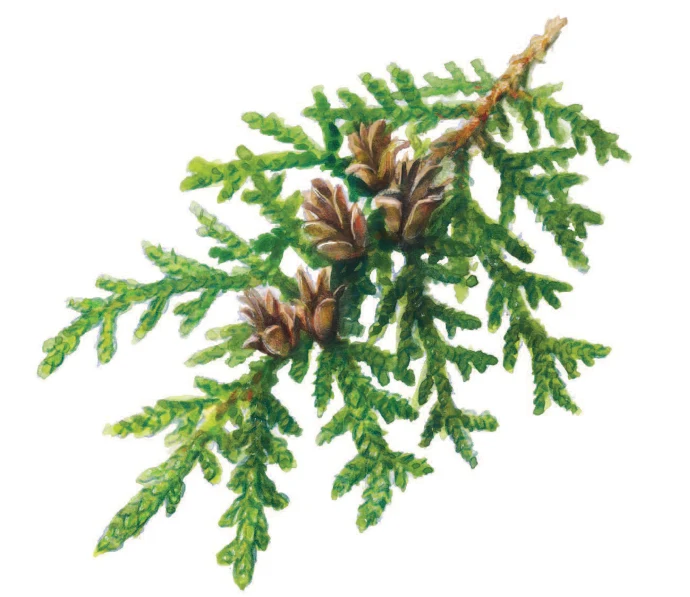 Northern white cedar