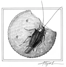 cockroach.jpg thumbnail