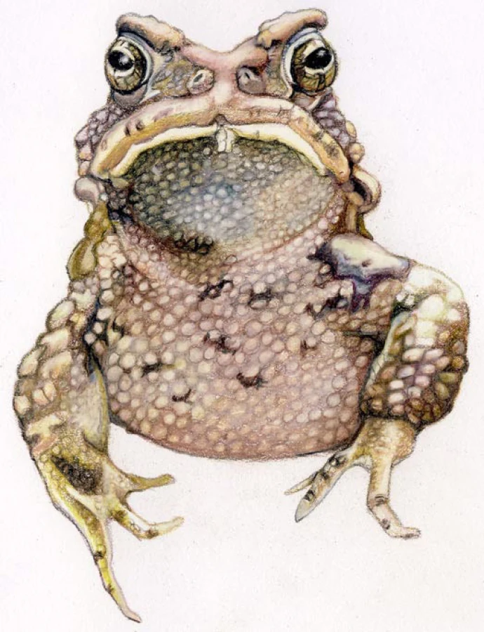cover_frog.jpg