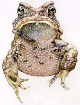 cover_frog.jpg thumbnail