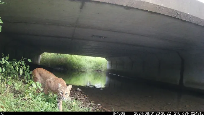 Bobcat game camera
