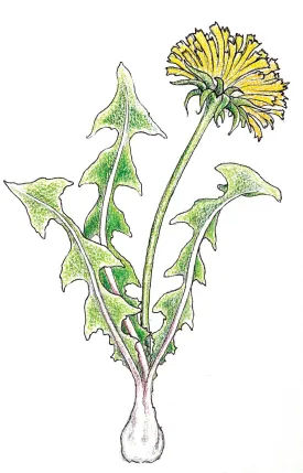 dandelion_whine.jpg thumbnail