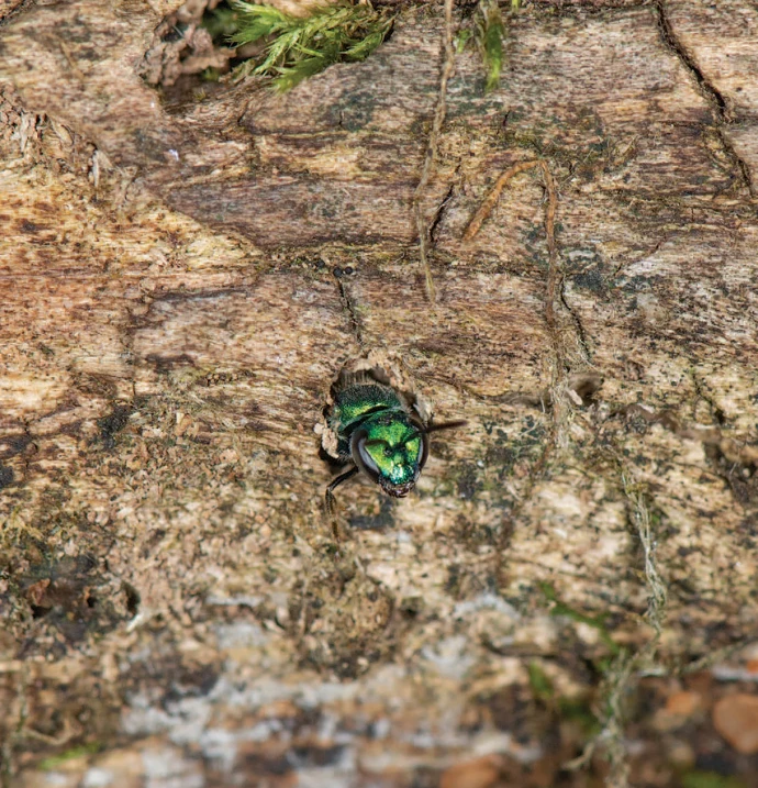 Bee in deadwood
