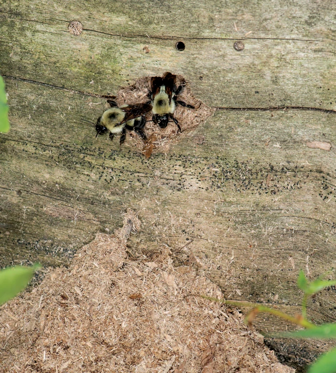 Bumblebees deadwood