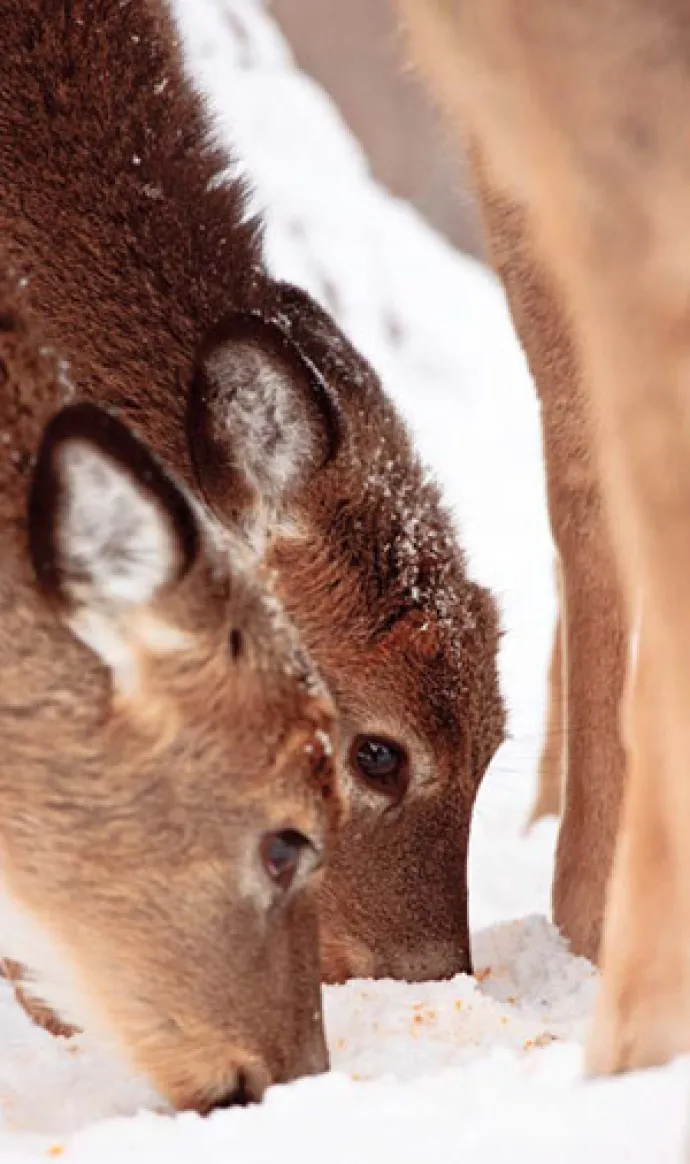 deer_eating2.jpg