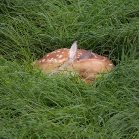 Baby Deer thumbnail