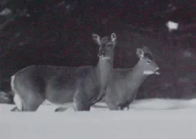 deeryard2.jpg thumbnail