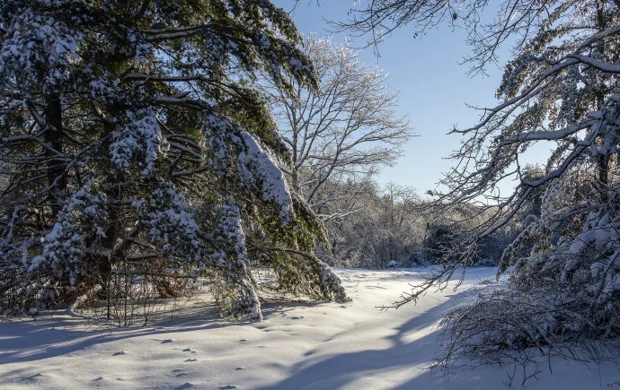 Snowy forest