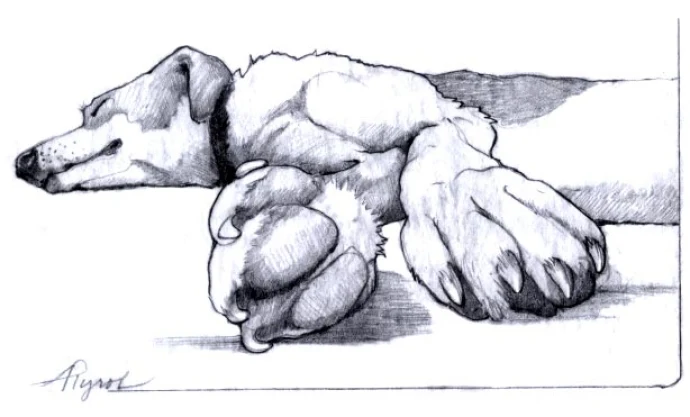dog_paws_web.jpg