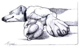dog_paws_web.jpg thumbnail